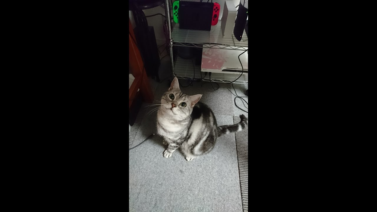 1年ぶりにスプラトゥーン2復帰しました。