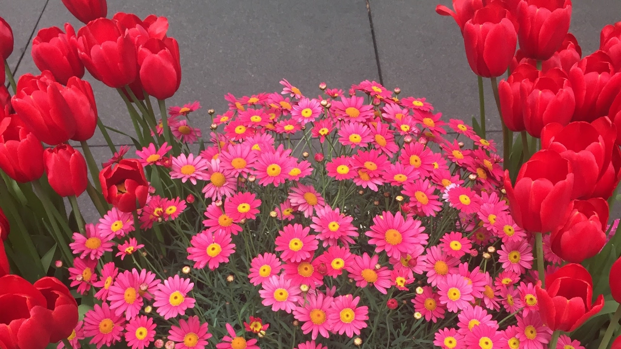 さくら マインクラフト part 228