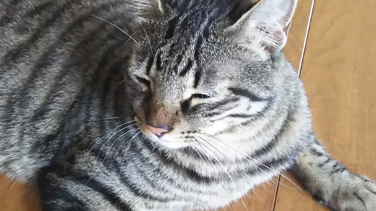 モンスターハンターワールド　プリンスと歴戦王ナナに挑む