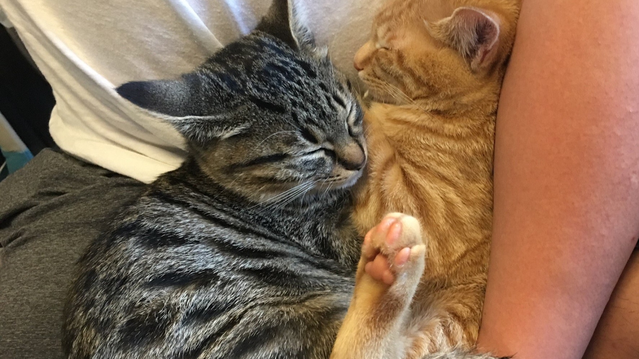 モンスターハンターワールド、歴戦たくさん回す！