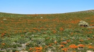 【MHW 生放送実況】初見さん歓迎視聴者参加OK！歴戦王ゾラマグダラオスやれたらやろう！※コメントはお手柔らかにお願いします！【モンスターハンターワールド】