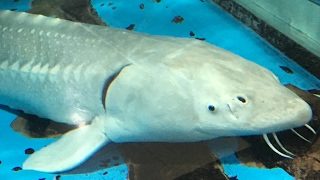 玖珂仁 モンスターハンターワールド　#1 　PS4からブロードキャスト