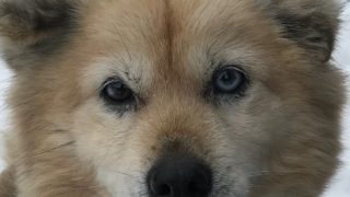 モンスターハンターワールド