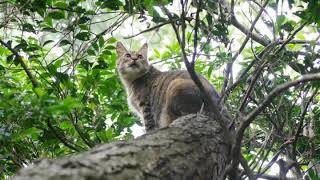 【BGM】 山脈を越えて   Trail of Death   真・三國無双6