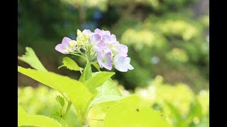 【スプラトゥーン２】鮭たたき隊サーモンラン【参加歓迎】＃１