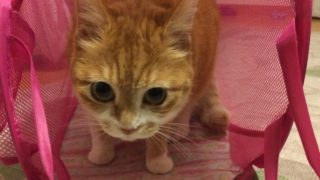 マインクラフト　withパンドラゲームズ 鮭サンド