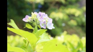 【スプラトゥーン２】解説しながらガチマッチとかとか＃２