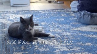 マインクラフトをやる息子を見守る猫と父