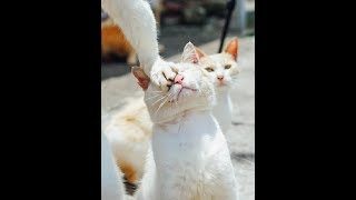 第3回マインクラフトlive