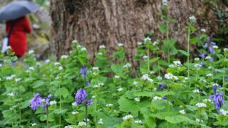 ＊マインクラフト＊みなのライブ配信～マイクラ2019新世界スタート～