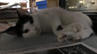 ここで生きる【マインクラフト】♯21