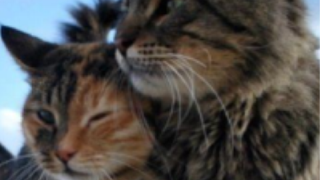 スプラトゥーン２ 068