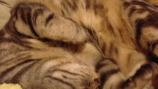 パパとママとマインクラフト＃４０.５【裏作業】