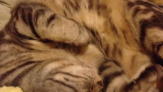 パパとママとマインクラフト＃４０.５【裏作業】