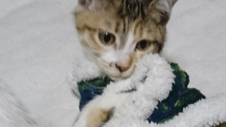 主が戦犯のスプラトゥーン２ 参加歓迎