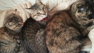 マインクラフト