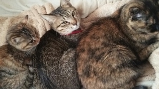 マインクラフト