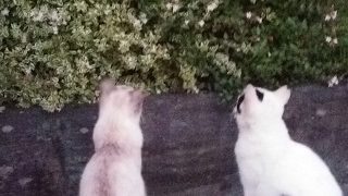 [マインクラフト］いつもの2人と仲良しフレで楽しく 配信!!　 [初見さん、コメント大歓迎］