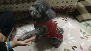 藤井マインクラフト