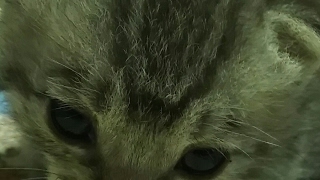 マインクラフト配信、基本の知識は有りますが、新しい方は全く分かりませんwフレンドのサーバー楽しくやっていきます［詳しいことは概要覧ご確認ください