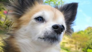 マインクラフト　特攻隊長モグちんがPS4からブロードキャスト