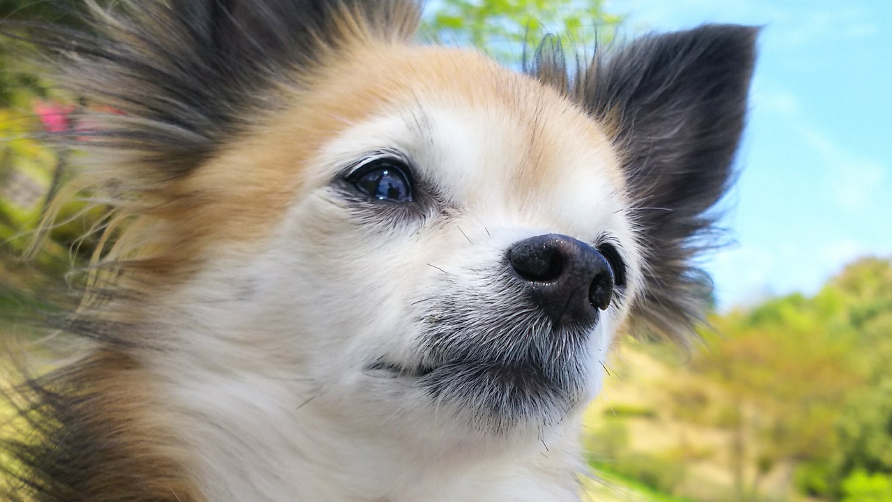 マインクラフト　特攻隊長モグちんがPS4からブロードキャスト