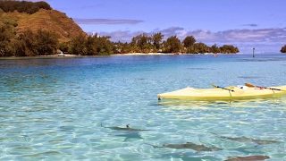 ［PS4版］　　   モンスターハンターワールド　　　雑談配信　　　夜ライブ