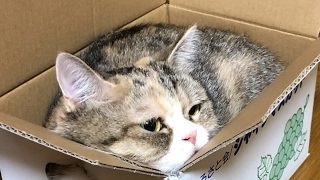 酔っぱらった配信　モンスターハンター:ワールド　#ヒモス