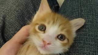 [MHW]モンスターハンターワールド初見プレイ2日目