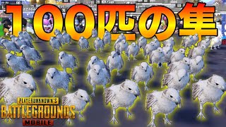 【PUBG MOBILE】100人全員で『ファルコン(隼)』を100匹のペット軍隊作ってみたwwwwww【PUBGモバイル】【まがれつ】