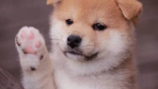 まったり　モンスターハンターワールド