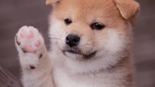 まったり　モンスターハンターワールド