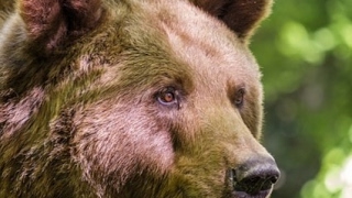 【のんびりだらり】スプラトゥーン2ライブ【参加歓迎】