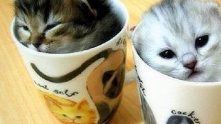 ［モンスターハンターワールド］リハビリ