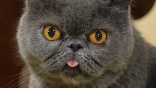 久しぶりにリハビリ　モンスターハンターワールド