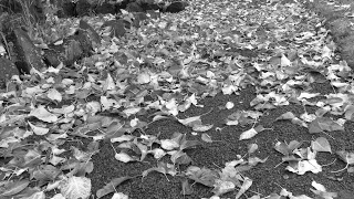 [MHW]復帰勢のモンスターハンター：ワールド／歴戦王に苦戦中　なので珠集め　wktLRvztRYD