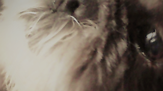 モンスターハンターワールド　 へっぽこプレイ