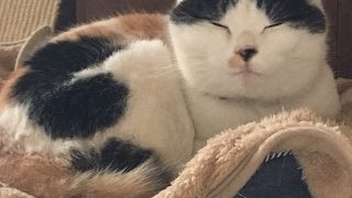 [マインクラフト]関西弁女の飲酒雑談配信#5[センス無し初心者]