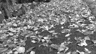 MHW:モンスターハンターワールド　生放送