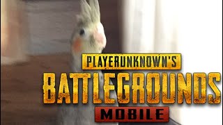 PUBG実況動画の今後について-PUBGMOBILE