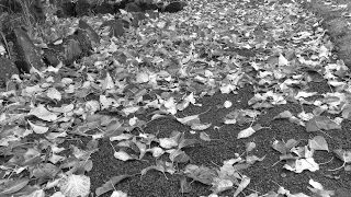 PUBG MOBILE実況 おいなりは世界を救う！