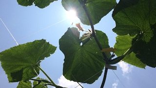 モンスターハンターワールド！　フレとマムタロト周回！