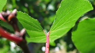 マインクラフト　マイクラ　あと少しで最終決戦