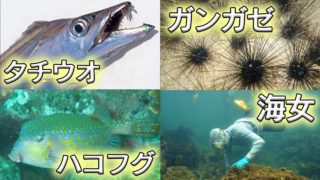 【スプラトゥーン2】ステージ名の魚の元ネタ一覧を調べてみた【解説】Splatoon2