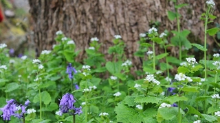 【スプラトゥーン2】ラストフェス！秩序にて最後を締めくくる！【生放送】