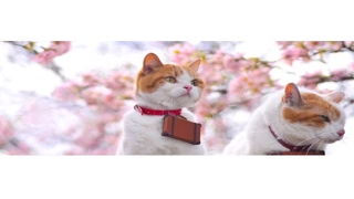 ＃12［黒豆］ドラゴンボールファイターズ