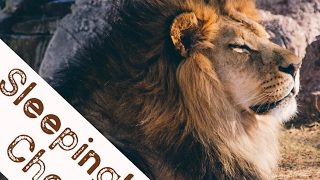 ［モンハン］モンスターハンターワールド　参加型　PS4　復帰したおじさんがエンジョイプレイ