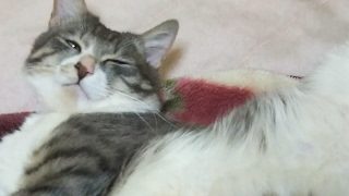 おバカな中学生のマインクラフト［配信］