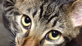 【モンスターハンター：ワールド】 MHW #46