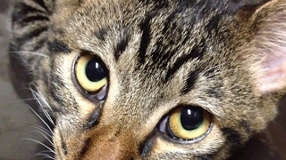 【モンスターハンター：ワールド】 MHW #46